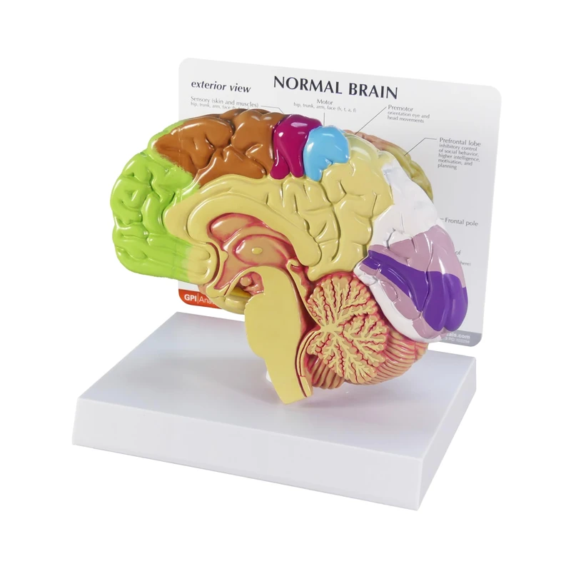 3B Scientific Half Brain Model