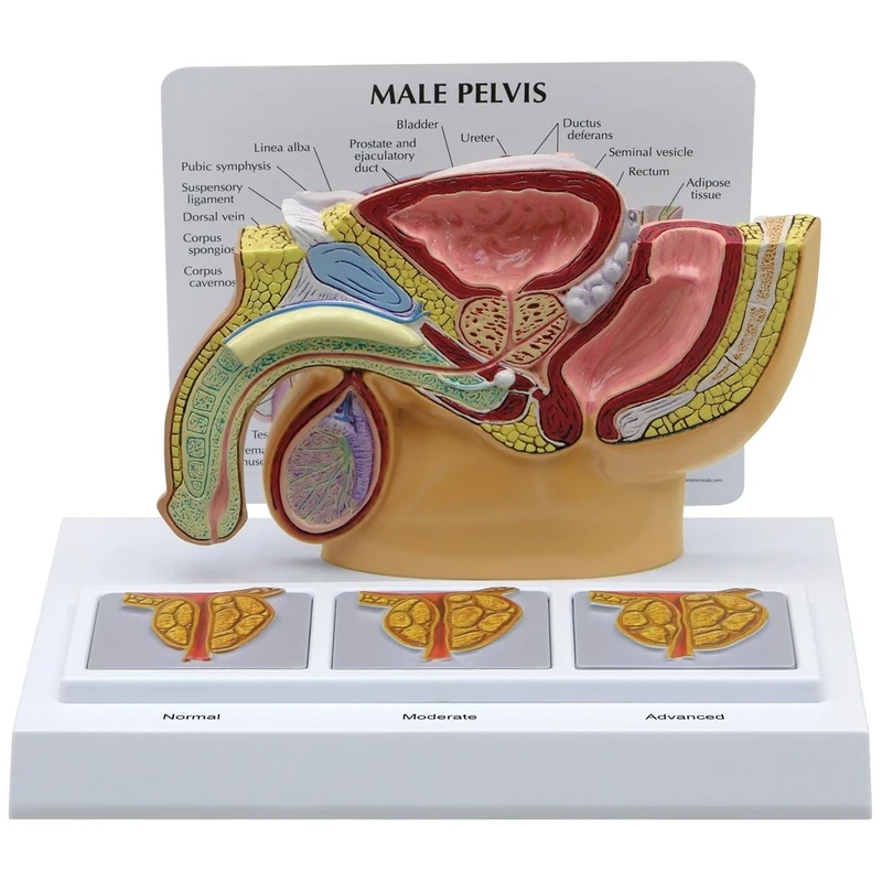 3B Scientific Male Pelvis with 3D Prostate Frame