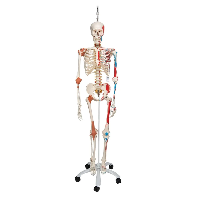 3B Scientific Human Anatomy Skeleton Model Sam - with Muscles and Ligaments, On Hanging Stand A13/1 + free Anatomy App - 3B Smart Anatomy