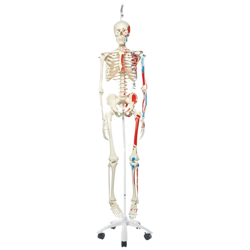 3B Scientific Human Anatomy Skeleton Model Max - with Painted Muscle Origins and Inserts, On Hanging Stand A11/1 + free Anatomy App - 3B Smart Anatomy