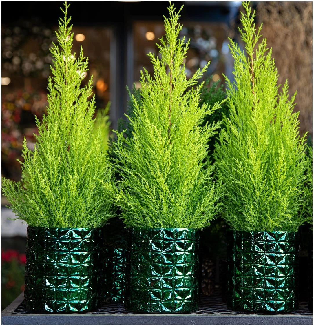 GrowOn Shrubs [x3] Dwarf Conifer Cupressus Macrocarpe 'Wilma' Goldcrest Lemon Cypress | Multi-Pack | Evergreen Shrubs | Outdoor Garden Ready Plants