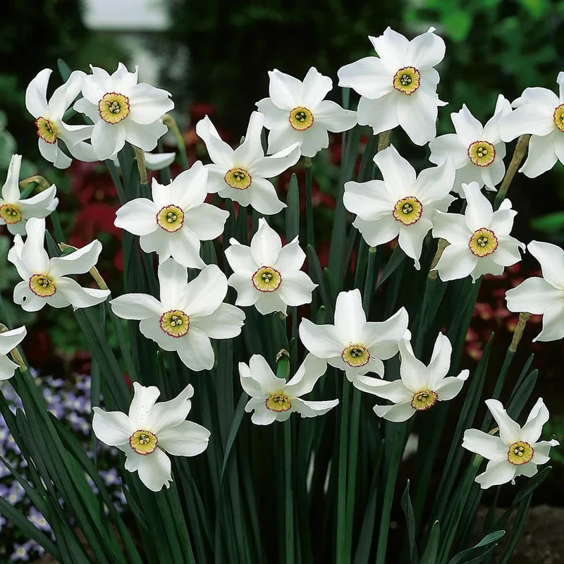 YouGarden Narcissus 'Pheasant's Eye', Set of 15 Bulbs Size 12/14, Ready to Plant