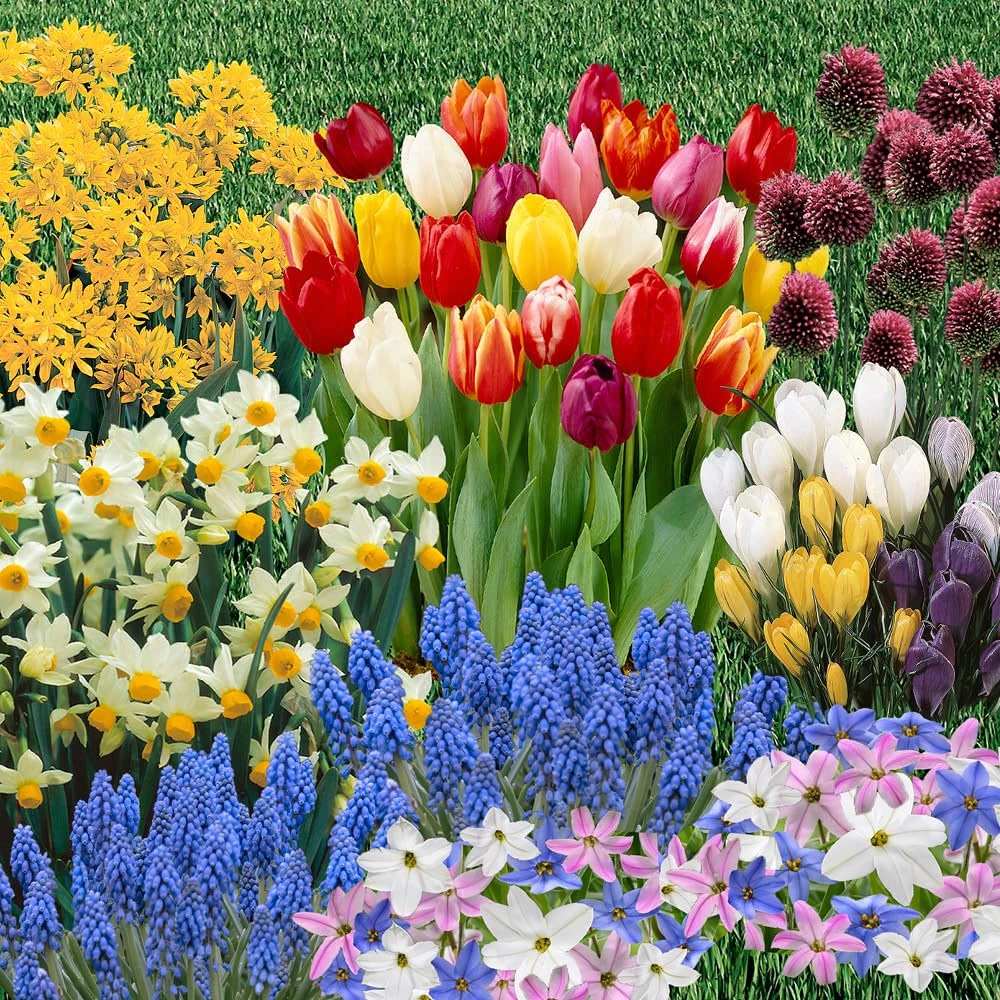 You Garden - 300 x Spring Flowering Bulb Mixed Pack, 300 Bulbs, 7 Varieties, Bulk Buy Collection