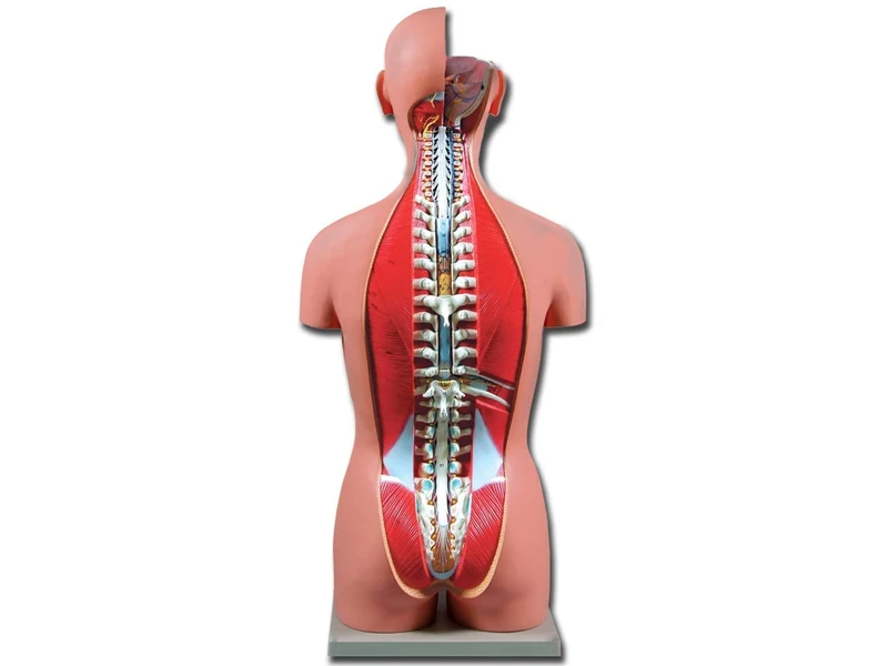 Gima - Anatomical Model of Human Torso Dual-Sex, Open Back, Highly Detailed, Modular in 27 Parts, Magnification 1X