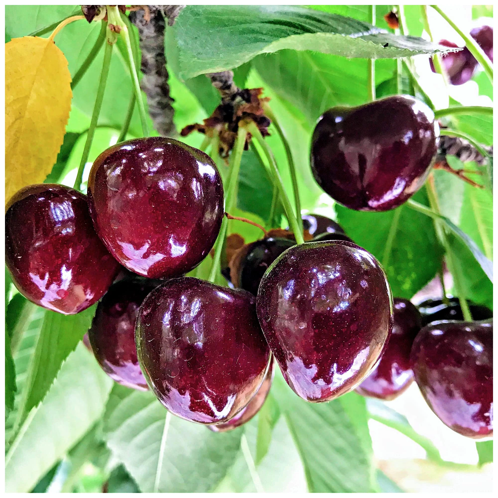 'Sunburst' Cherry Tree 4-5ft Self-Fertile with Big Dark Cherries Ready to Fruit 3fatpigs®