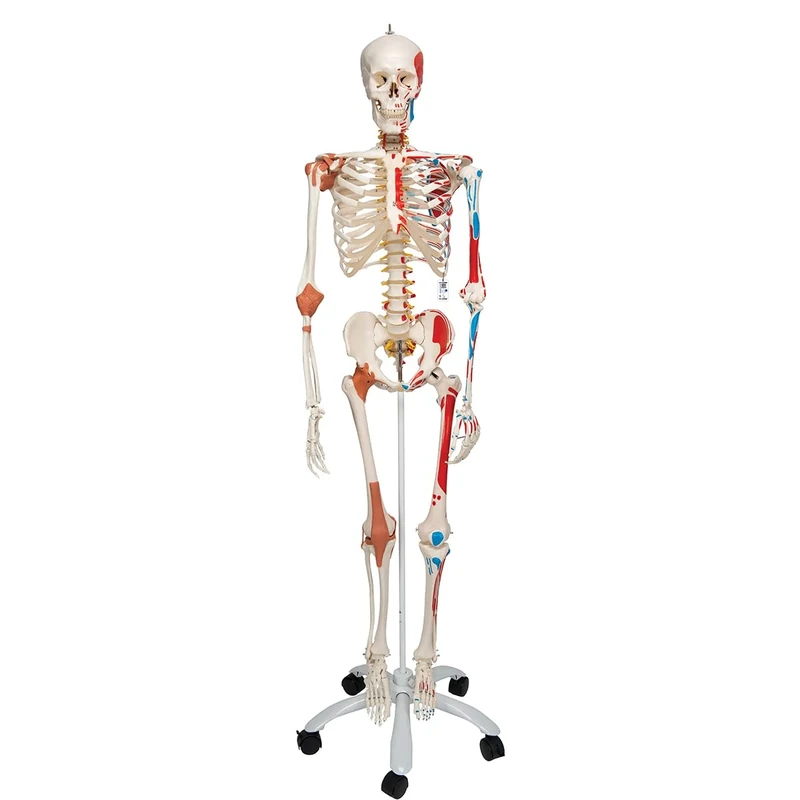 3B Scientific Human Anatomy Skeleton Model Sam - with Muscles and Ligaments, On Pelvis Mounted Rolling Stand A13 + free Anatomy App - 3B Smart Anatomy