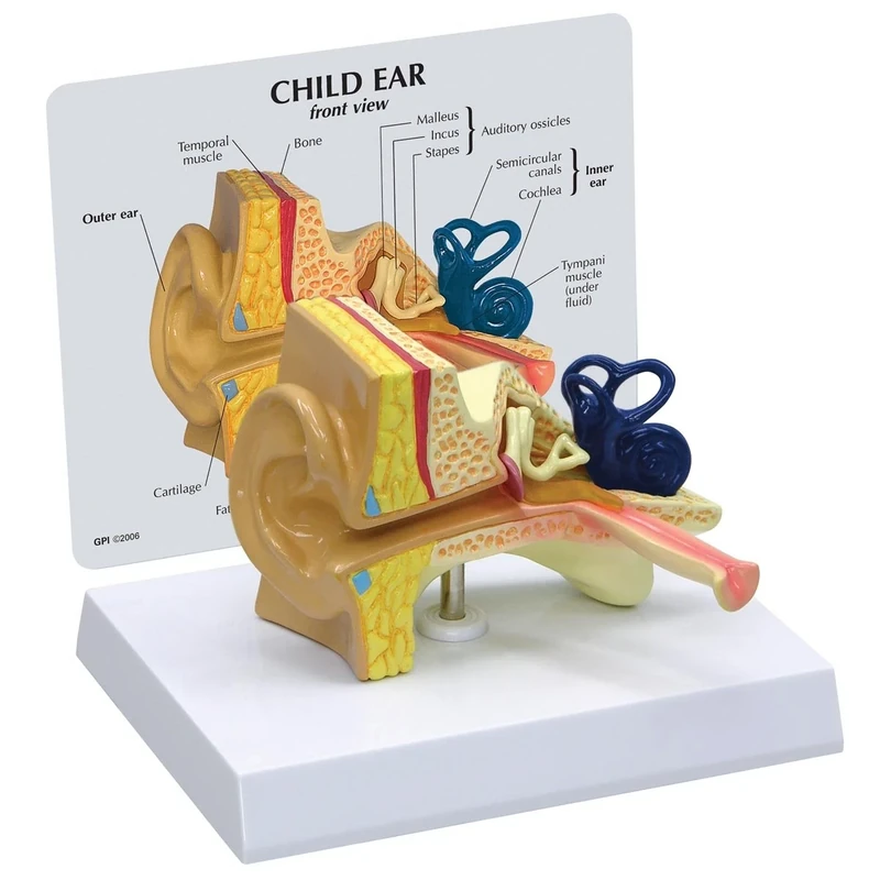 3B Scientific Child's Ear Model