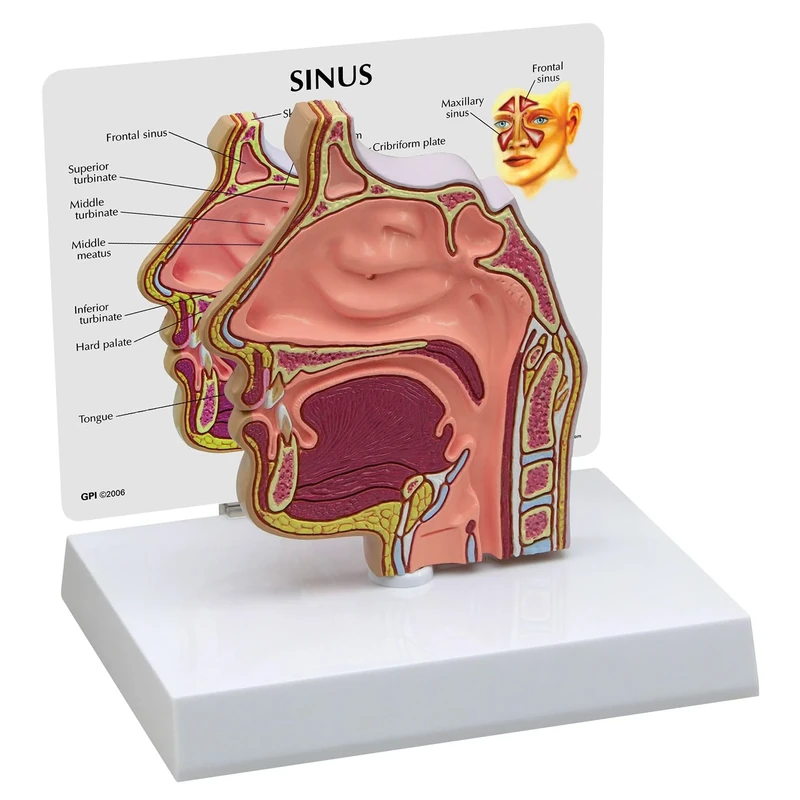 3B Scientific Sinus cross section