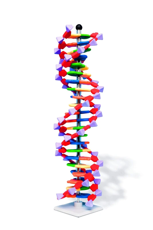 Molymod DNA Double Helix Model, 22 Segments, miniDNA Kit