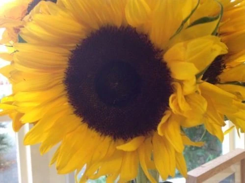 Just Seed - Sunflower School Pack Giant Single Yellow - 300 Seed