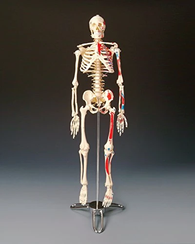 Anatomical Chart 5060094800622 Painted Big Tim Skeleton - Image 1