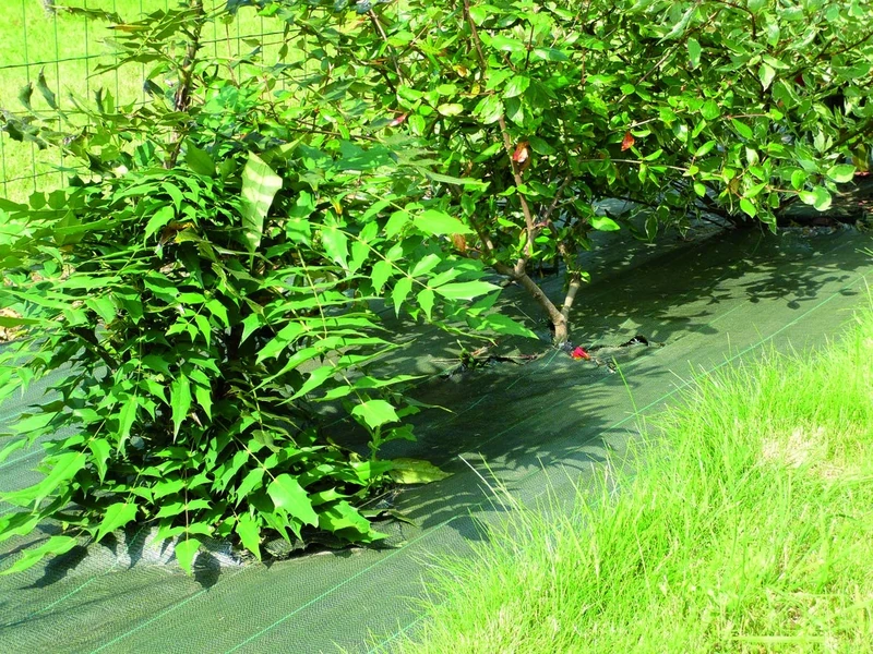 Vilmorin Tis Canvas 1.05x100 TL Green