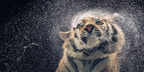 The Art Group Tim Flach Kanja Canvas Print, Multi-Colour, 50 x 100 cm