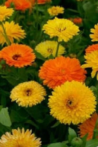 Just Seed - Flower - Calendula officinalis - Pacific Beauty Mix - Pot Marigold - 1000 Seeds