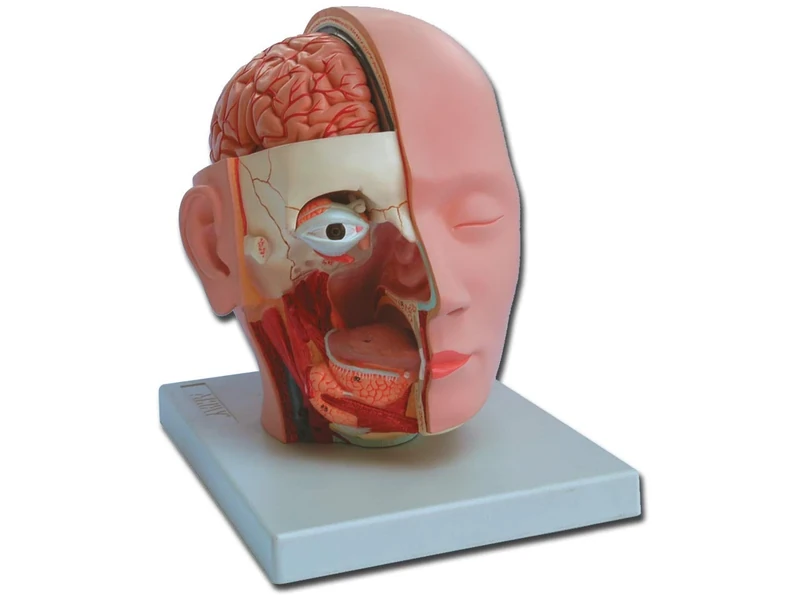 Gima - Anatomical Model of Human Head Dissection, Modular in 4 Parts, Magnification 1X