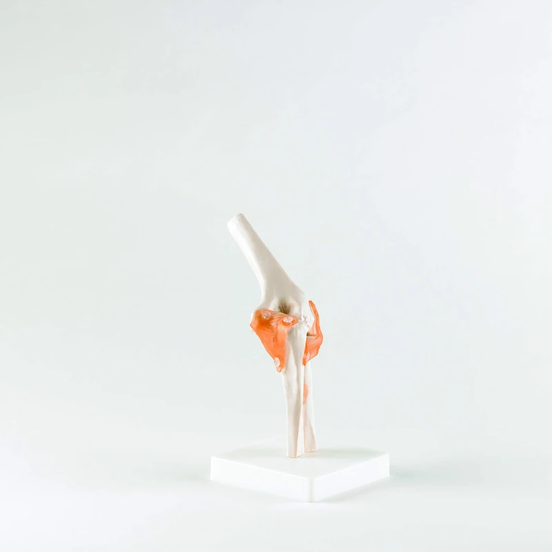 Patterson Elbow Joint, Perfect for Enhancing Understanding in Educational and Clinical Settings, Constructed From PVC Plastic, Wipes Clean Easily