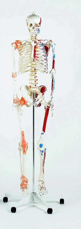 PERFORMANCE HEALTH Life Size Model Skeleton with Stand and Wheel Base, Teaching & Science Aid for Classroom, Clinic and Medical School