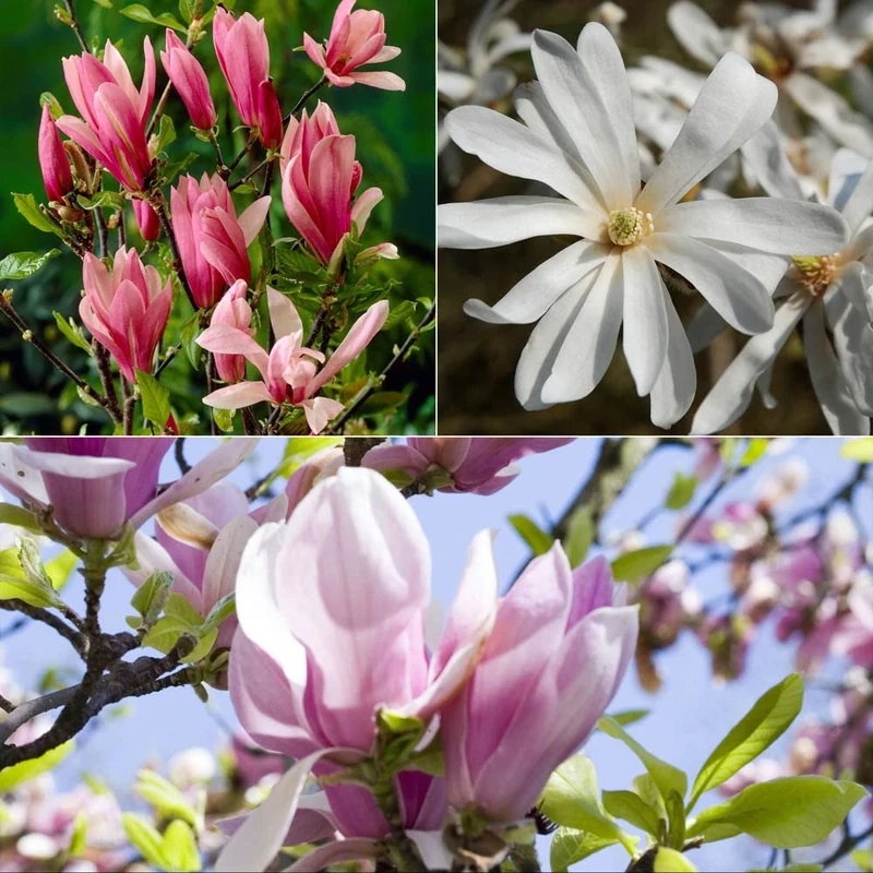 Set of 3 Magnolia Bushes in 3L pots 50cm Tall