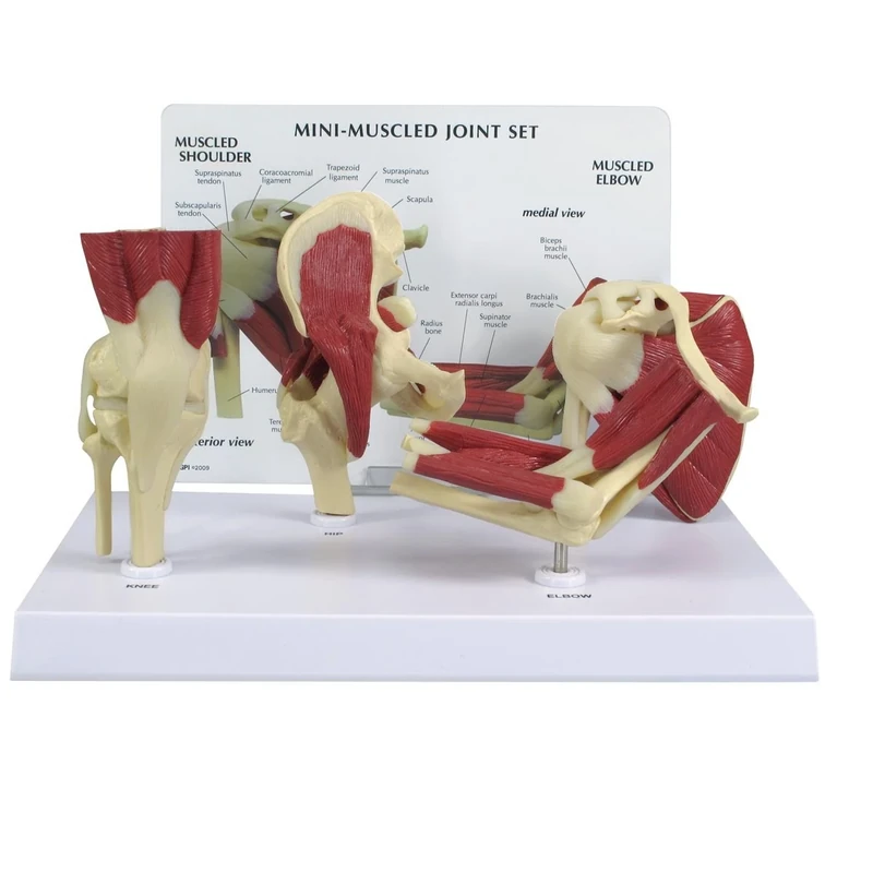 3B Scientific Mini Muscled Joint Set
