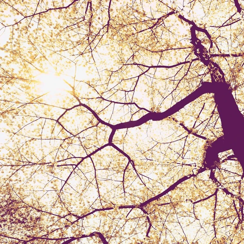 Komar Non-Woven Photo Wallpaper Sunshine 250 x 250 cm 5 Panels