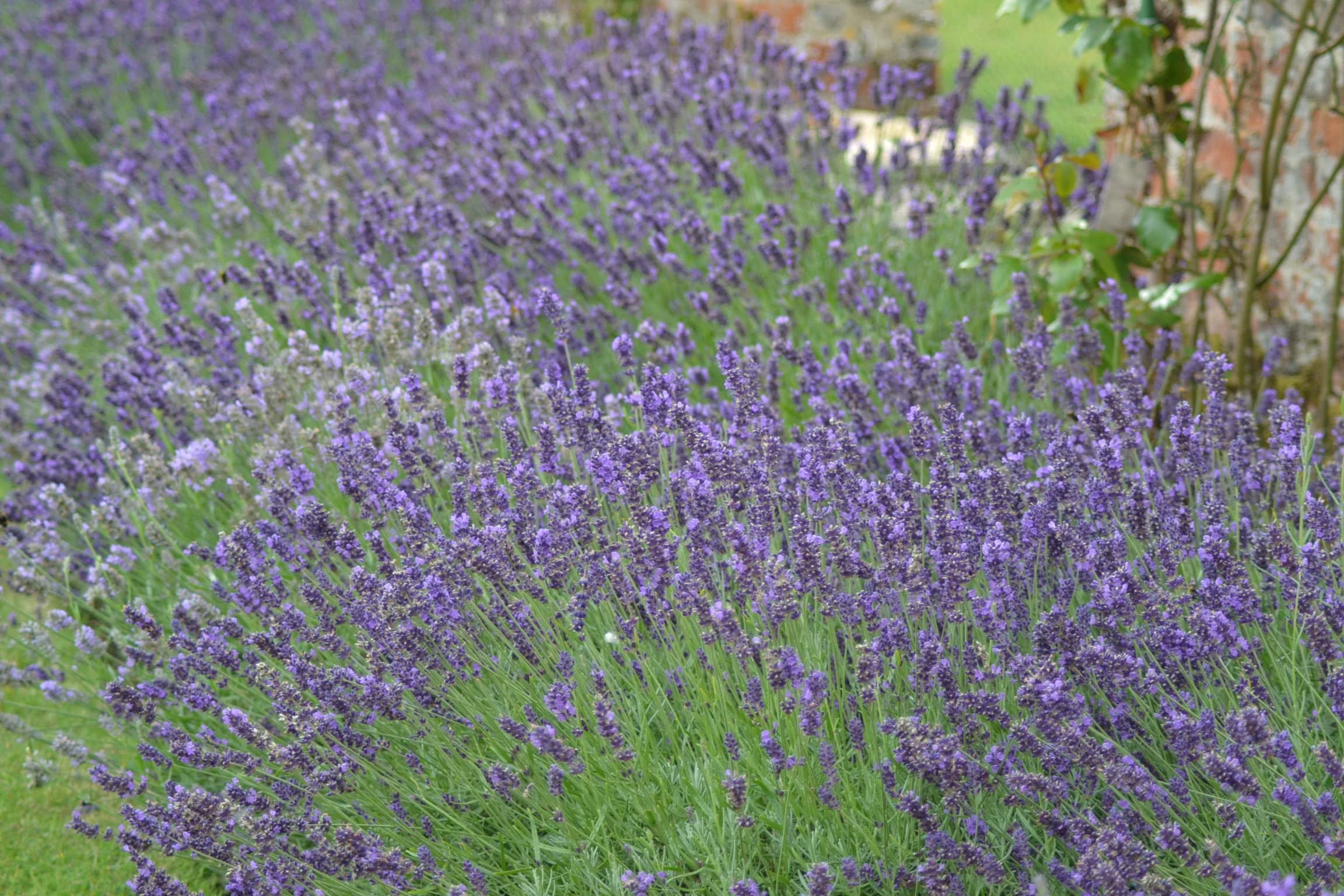 PREMIER SEEDS DIRECT - Lavender - Common English - 1000 Finest Seeds