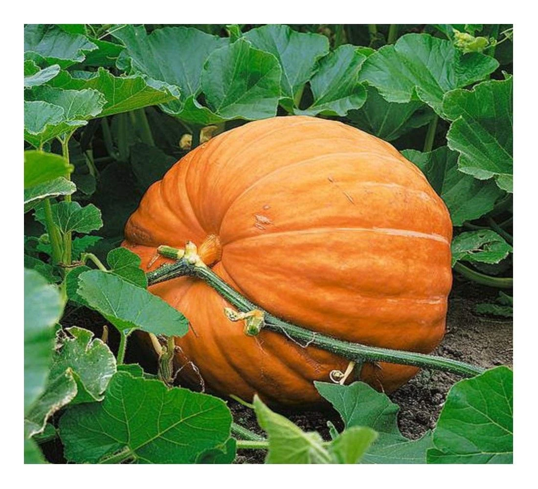 PREMIER SEEDS DIRECT - Pumpkin Seeds - DILLS Atlantic Giant - 25 Finest Seeds