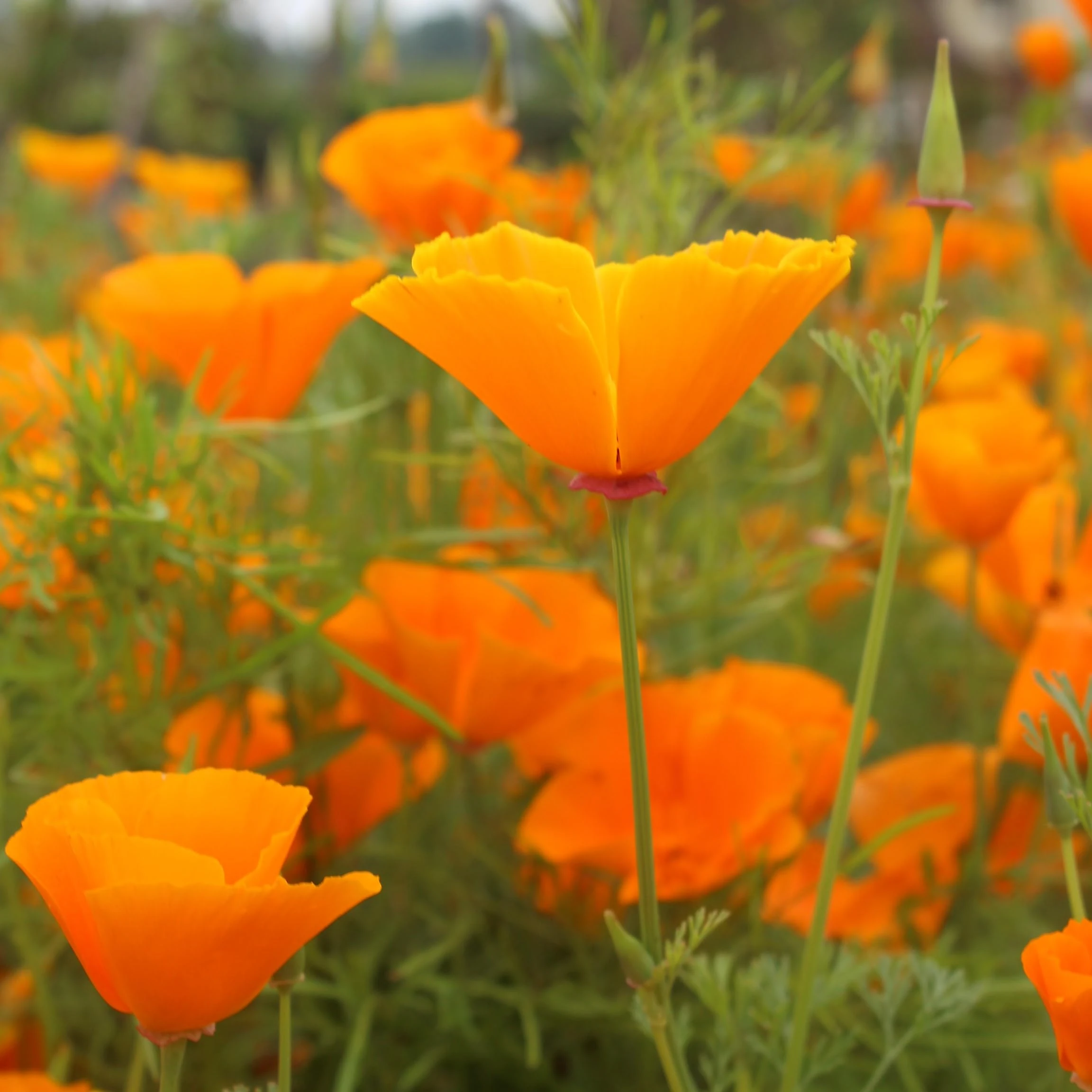 PREMIER SEEDS DIRECT - California Poppy - Golden WEST - 1000 Flower Seeds