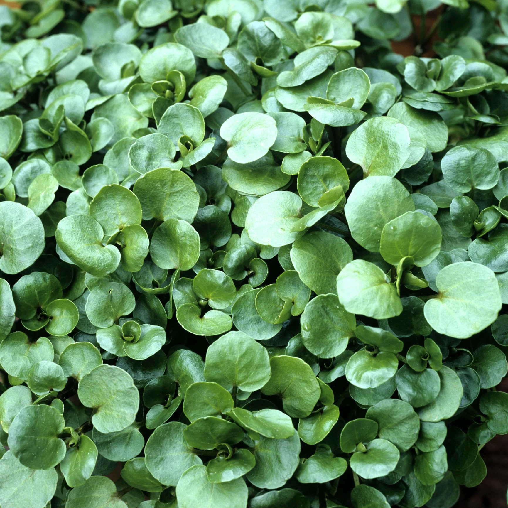 PREMIER SEEDS DIRECT - Watercress - 1.5GM - Nasturtium OFFICINALE