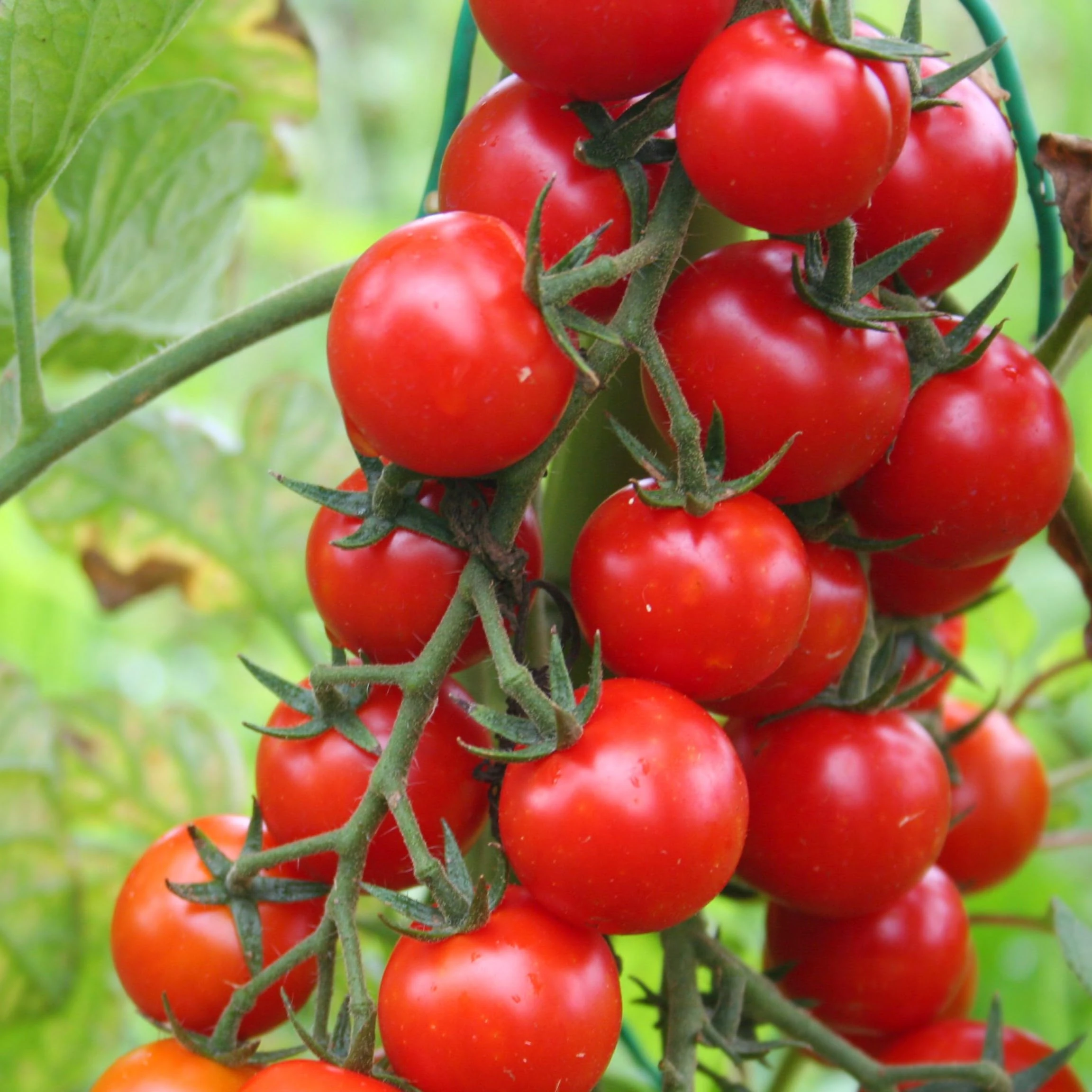 PREMIER SEEDS DIRECT - Tomato Cherry - Sweet Aperitif - 20 Finest Seeds