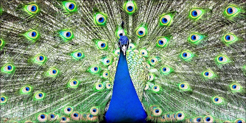 Pro-ART g1818g Giclée Mural 'PEACOCK I' 100 x 50 cm, multicoloured, 100 x 50 cm - Image 1