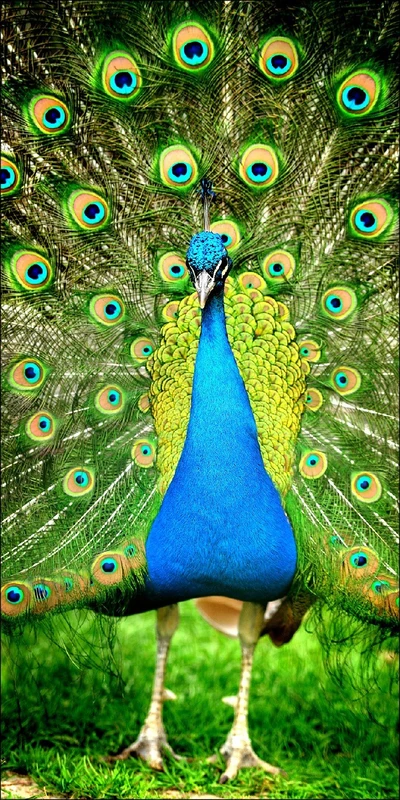 Pro-Art-Bilderpalette Giclee Wall Art, Engineered Wood, Colourful, 100 x 50 cm - Image 1