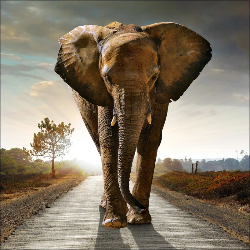 Pro-ART g1595a Mural 'Elephant' 30 x 30 cm Giclée, multicoloured, 100 x 100 cm