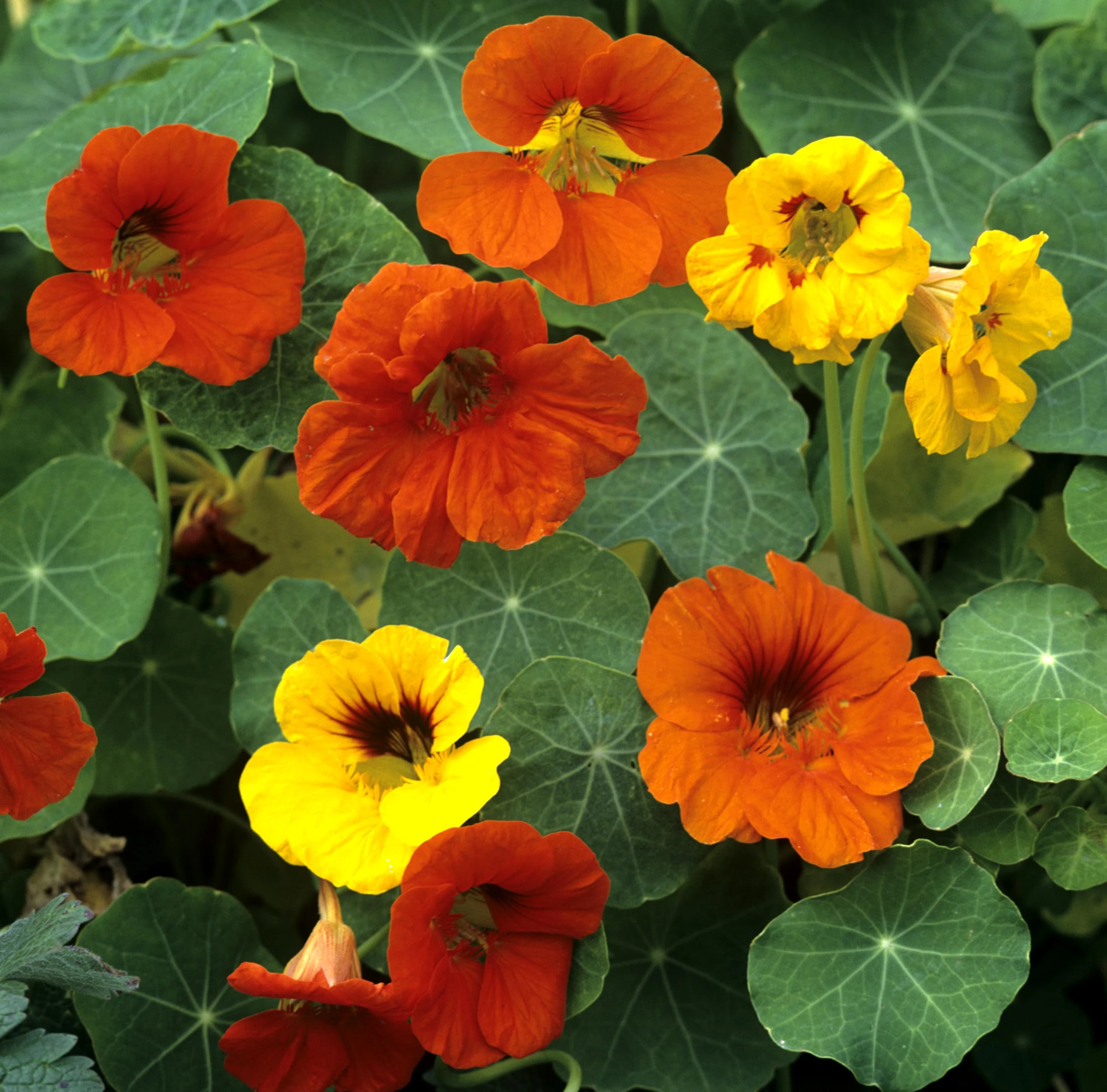 PREMIER SEEDS DIRECT - Flower Seeds - Nasturtium Climbing - Gleam HYBRIDS - 120 Finest Seeds
