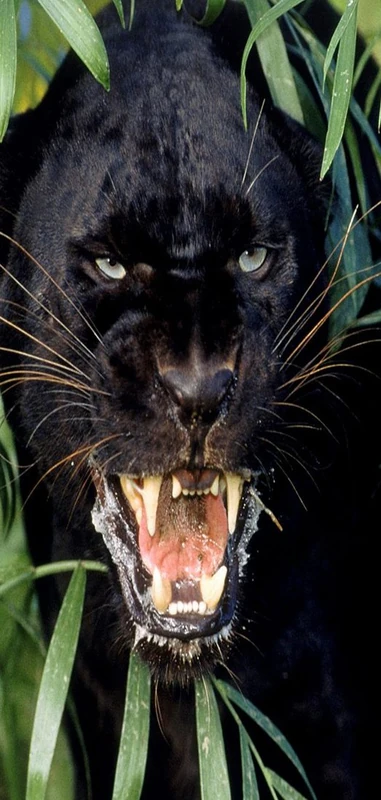 PeelitStickit Black Tiger Tur Wandgemalde, Animal Prints-Id - 050–vendoomuranima_27 - Image 1