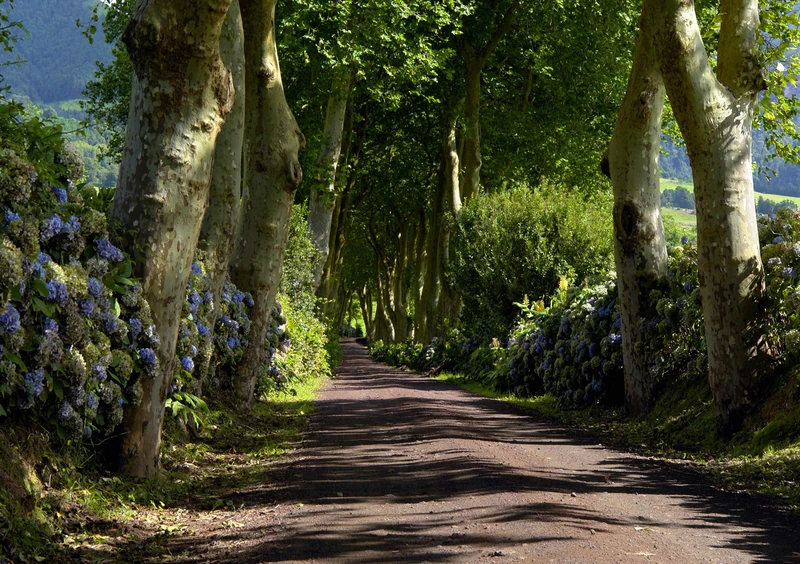 AG DESIGN - Photo Wall Mural - Alley - Giant Wall Poster - 4 Parts - FTS 1303, Multi-Colour, 366 x 254 cm/141.7 x 100-Inch