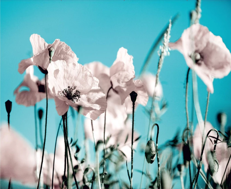 AG DESIGN Photo Wallpaper/Giant Wall Poster, Non-Woven, Multi-Colour, 360 x 270 cm/142 x 106-Inch