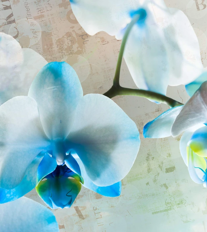 AG DESIGN Flower Giant Wall Poster, Non Woven, Multi-Colour, 180 x 202 cm