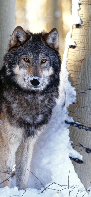 PeelitStickit Alaskan Dog, Animal Wall Murals ID-006, vinyl