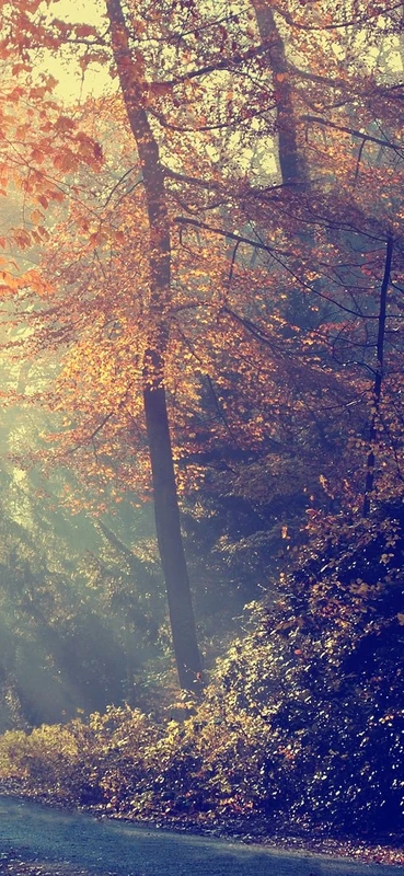 PeelitStickit Autumn Park Nature Wallpaper, Wall Mural ID-005, vinyl