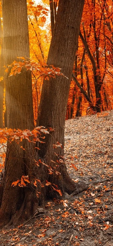 PeelitStickit Autumn Park Nature Wallpaper, Wall Mural ID-002, vinyl