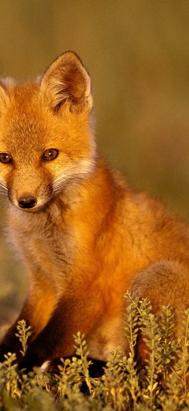 PeelitStickit Baby Fox, Animal Wall Murals ID-038, vinyl