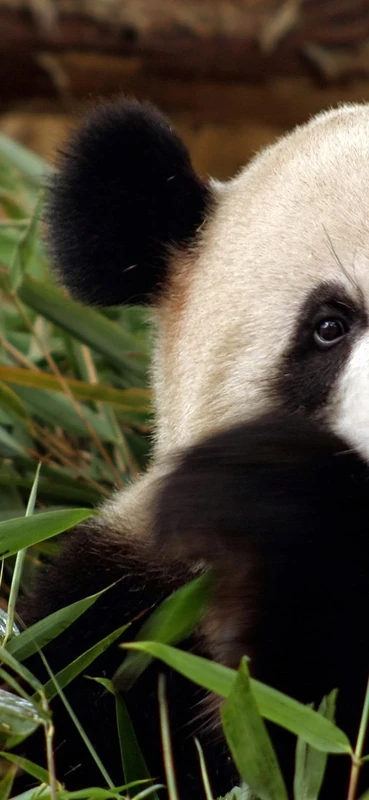 PeelitStickit Bear, Beautiful Nature Wall Murals, ID-3336, vinyl