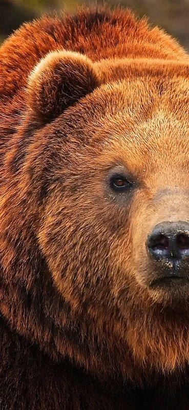 PeelitStickit Bear, Beautiful Nature Wall Murals, ID-3320, vinyl