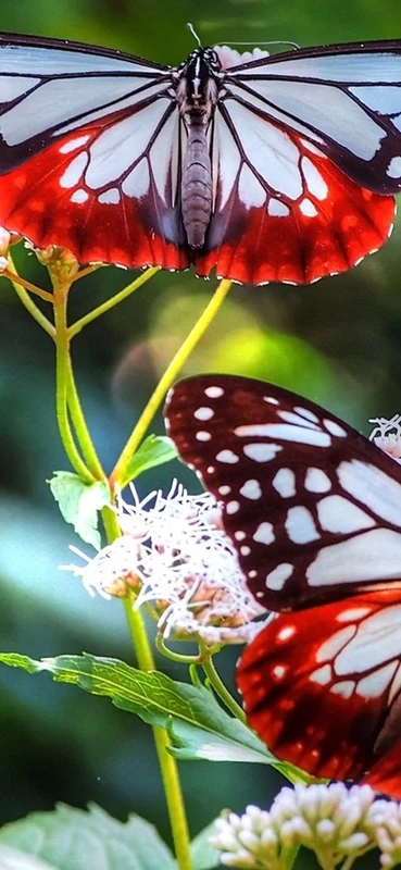PeelitStickit Butterfly, Beautiful Nature Wall Murals, ID-3260, vinyl - Image 1