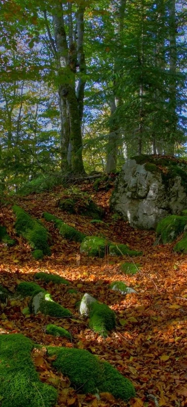 PeelitStickit, Beautiful Landscapes Wall Murals, ID-159, vinyl