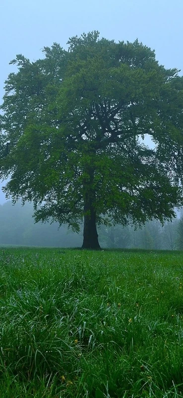 PeelitStickit, Beautiful Landscapes Wall Murals, ID-174, vinyl