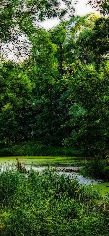 PeelitStickit, Beautiful Landscapes Wall Murals, ID-207, vinyl