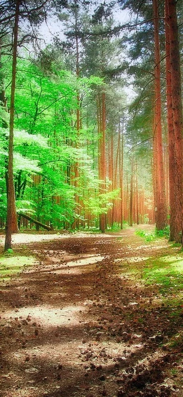 PeelitStickit, Beautiful Landscapes Wall Murals, ID-226, vinyl