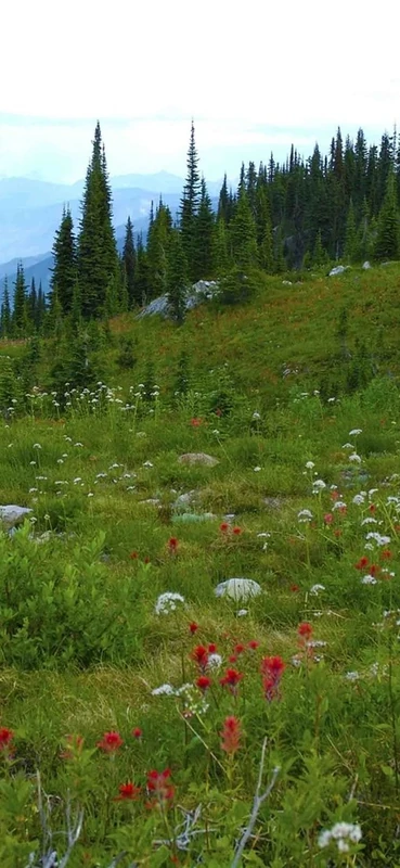 PeelitStickit, Beautiful Landscapes Wall Murals, ID-328, vinyl