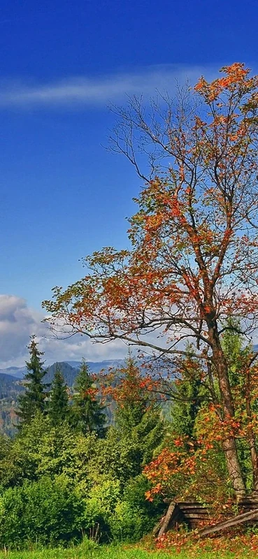 PeelitStickit, Beautiful Landscapes Wall Murals, ID-334, vinyl